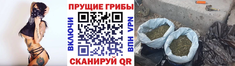 Псилоцибиновые грибы прущие грибы  как найти   Онега 